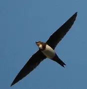 雨燕足球直播免费视频直播_(雨燕足球直播免费视频直播006v922官网) 雨燕足球直播免费视频直播_(雨燕足球直播免费视频直播006v922官网)