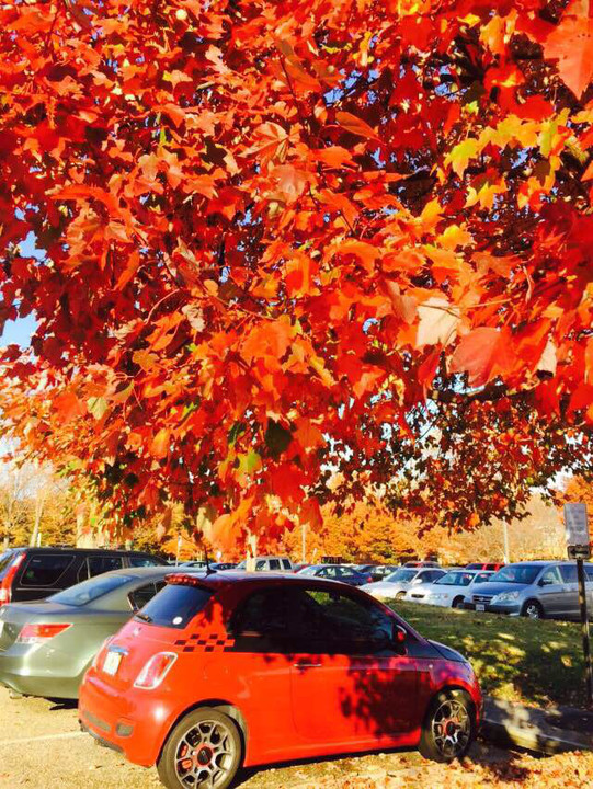 NCAA:柏林格林大学VS威廉玛丽大学的简单介绍 NCAA:柏林格林大学VS威廉玛丽大学的简单介绍